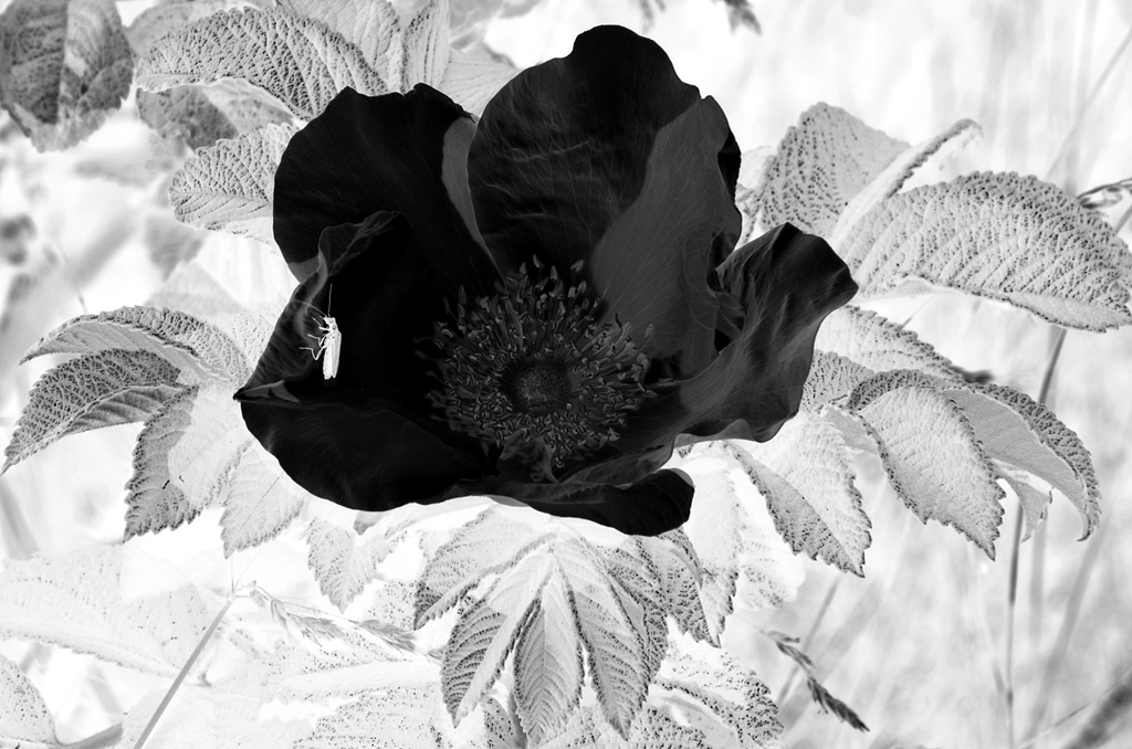 Schwarze Rose