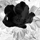 Schwarze Rose