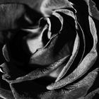 Schwarze Rose