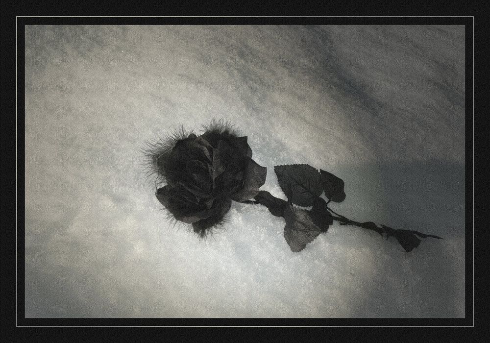 Schwarze Rose