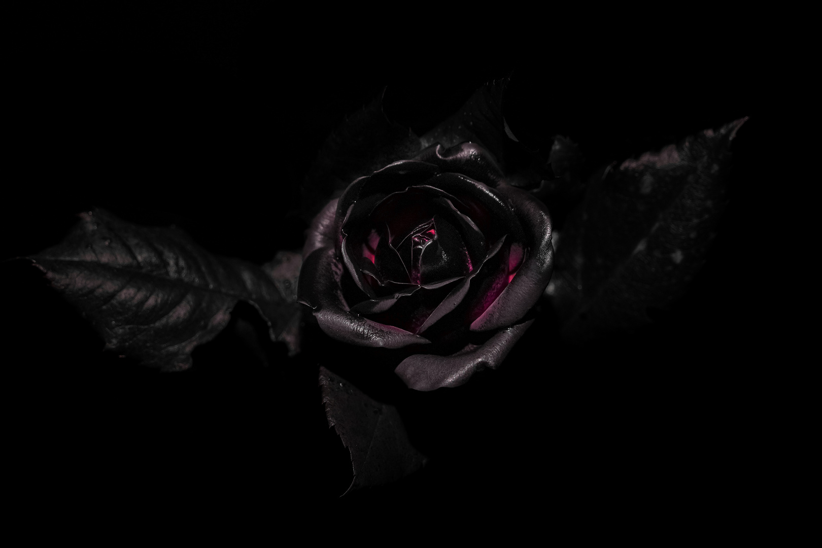 Schwarze Rose