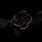 Schwarze Rose