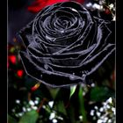 Schwarze Rose