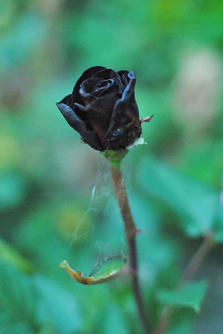 Schwarze Rose