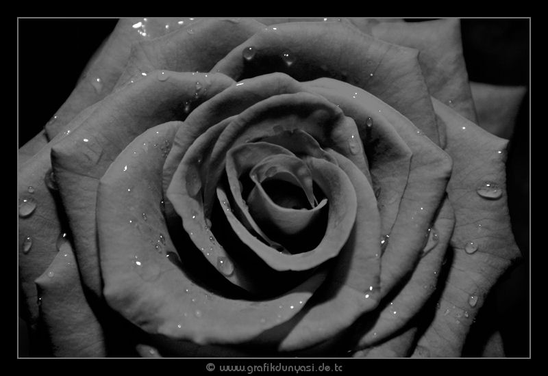 Schwarze Rose - Black Rose - Siyah Gül