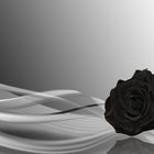 schwarze Rose