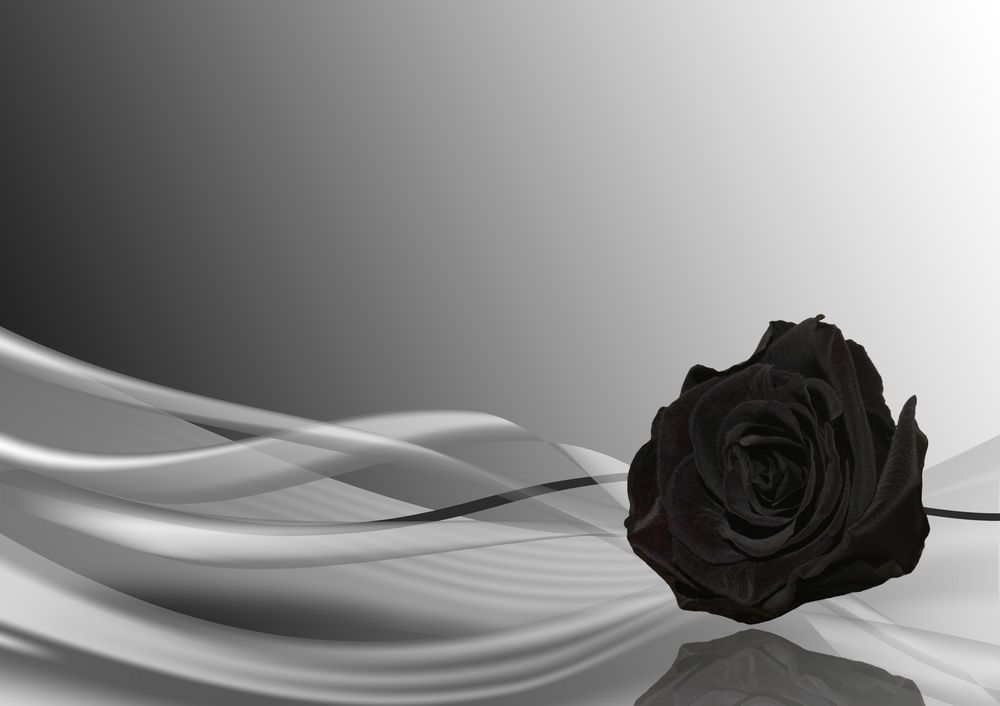 schwarze Rose