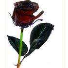 Schwarze Rose