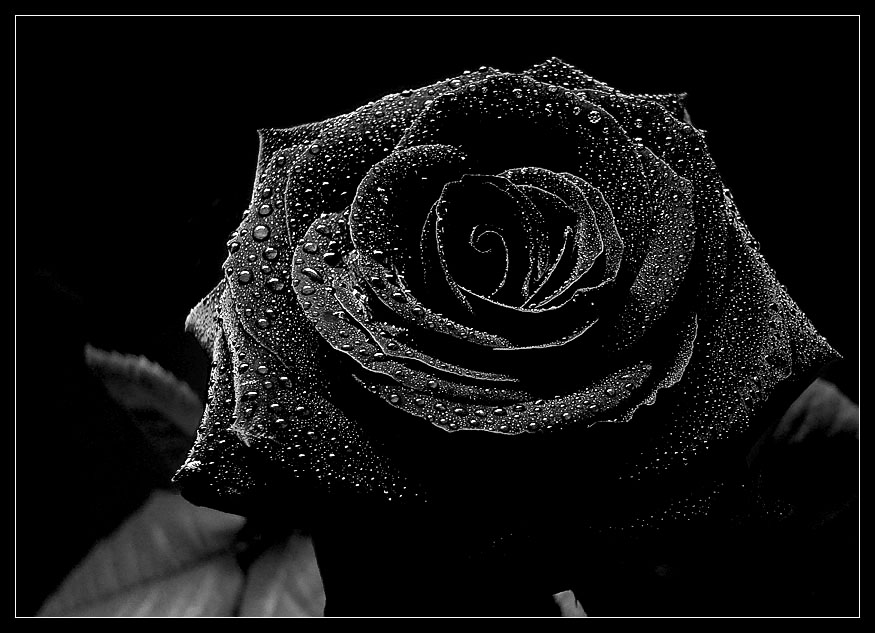 Schwarze Rose