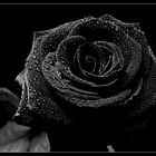 Schwarze Rose