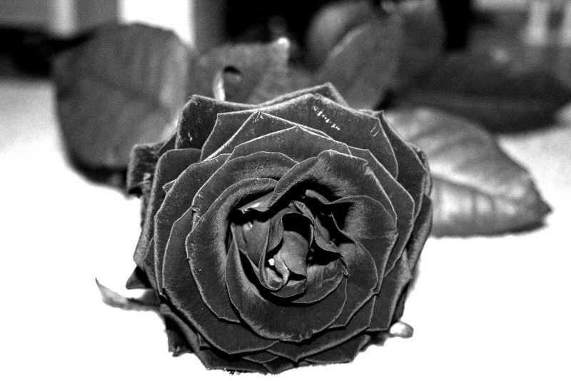 Schwarze Rose