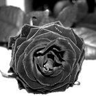 Schwarze Rose