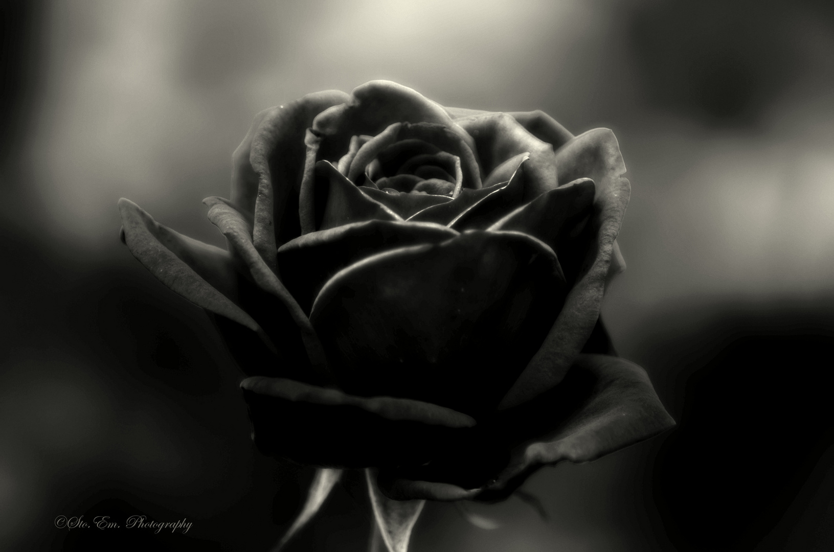 Schwarze Rose Foto & Bild nah & makro, pflanzen, pilze & flechten