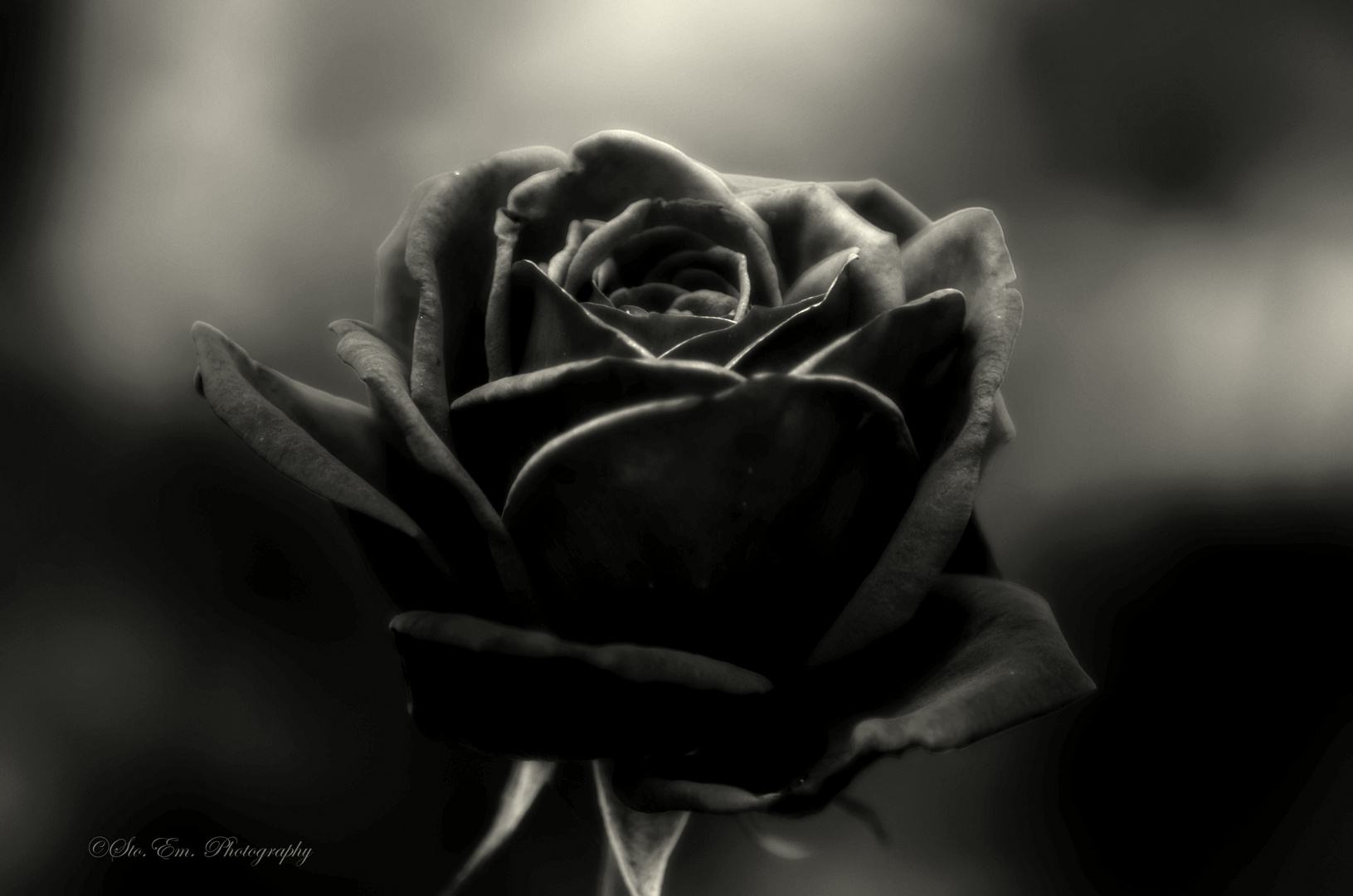 Schwarze Rose