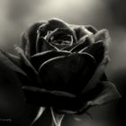 Schwarze Rose