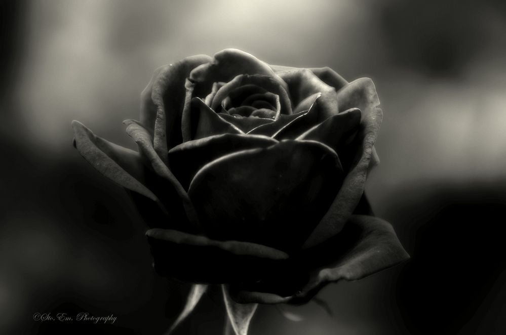 Schwarze Rose Foto & Bild nah & makro, pflanzen, pilze & flechten