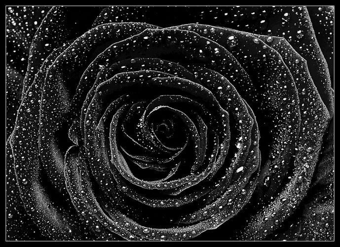 Schwarze Rose II