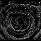 Schwarze Rose II