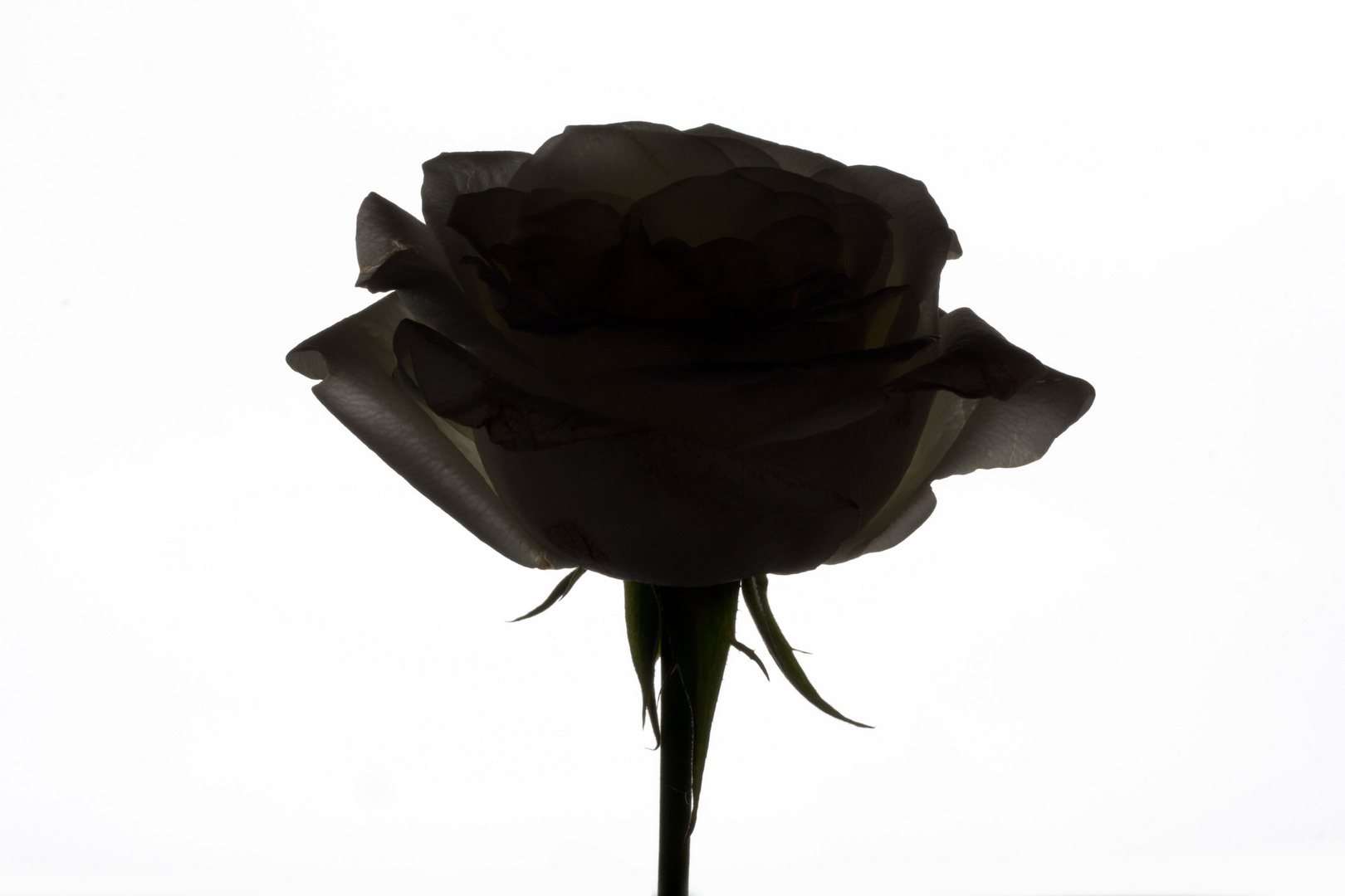 Schwarze Rose vor weisser Wand