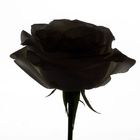 Schwarze Rose vor weisser Wand