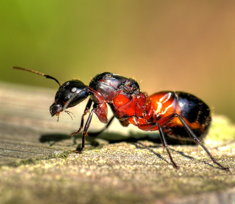 Schwarze Rossameise 2