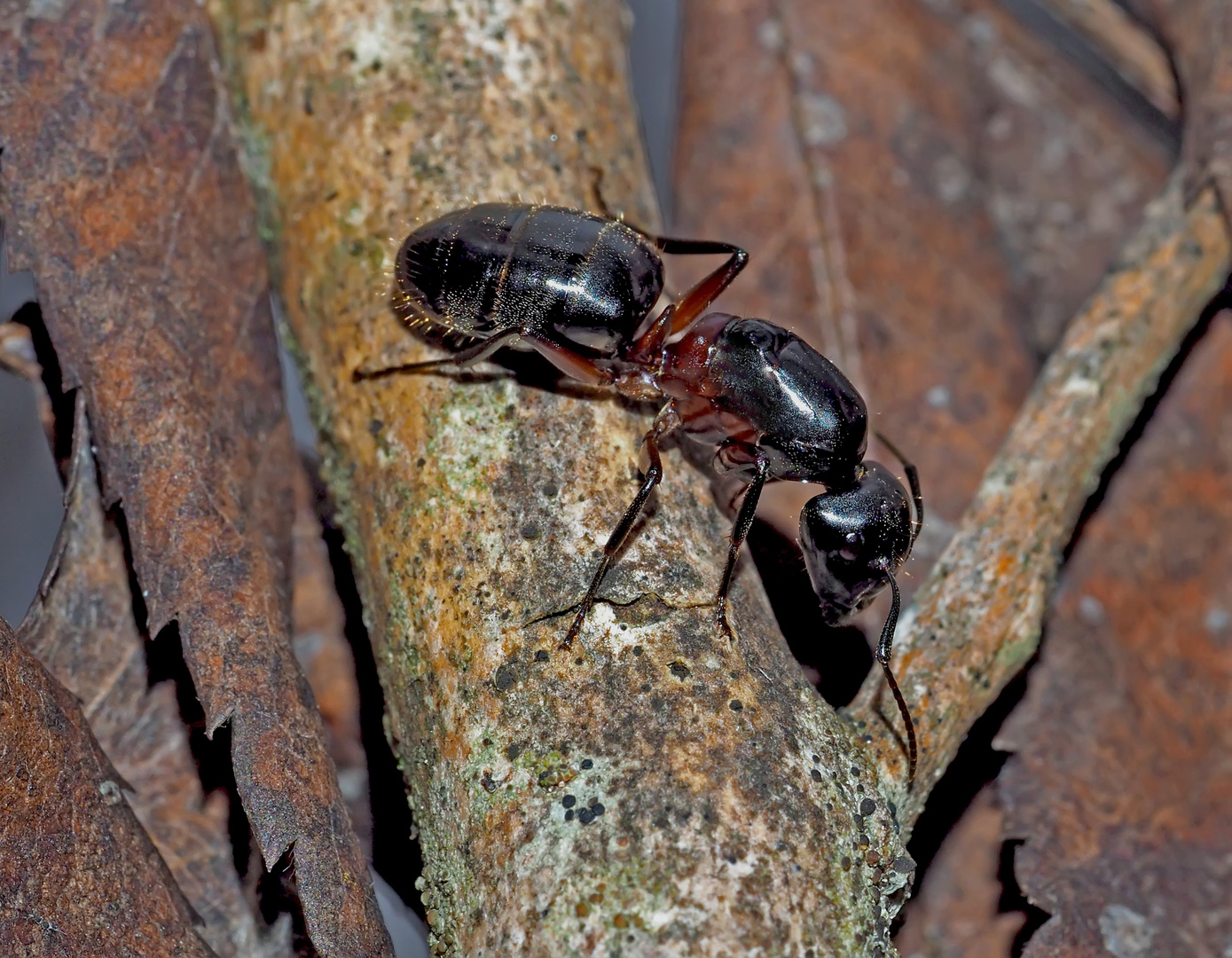 Schwarze Rossameise (Camponotus herculeanus ?) - Une belle fourmi charpentière! 