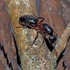 Schwarze Rossameise (Camponotus herculeanus ?) - Une belle fourmi charpentière! 