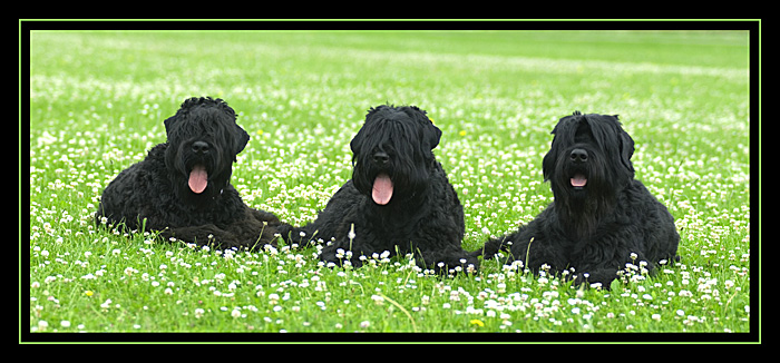 Schwarze Russische Terrier