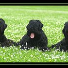 Schwarze Russische Terrier