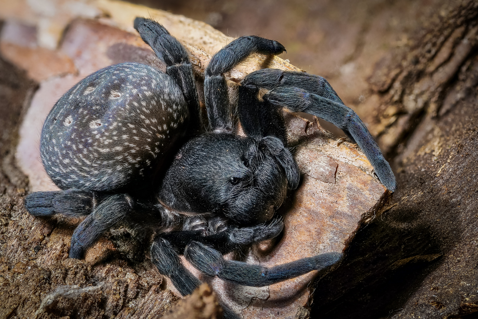 Schwarze Samtspinne