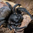 Schwarze Samtspinne