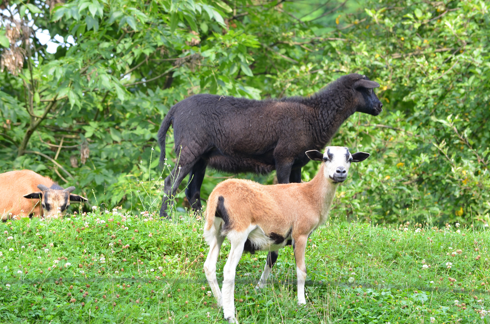 schwarze Schaaf der Familie