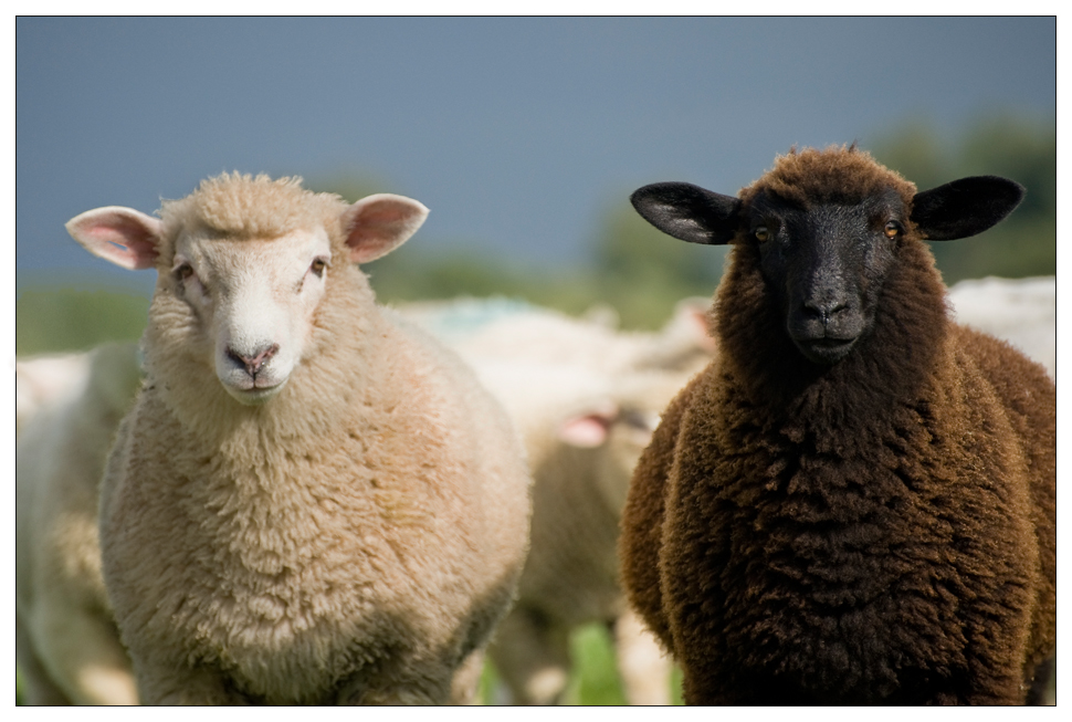 Schwarze Schafe  Foto Bild  tiere haustiere natur 