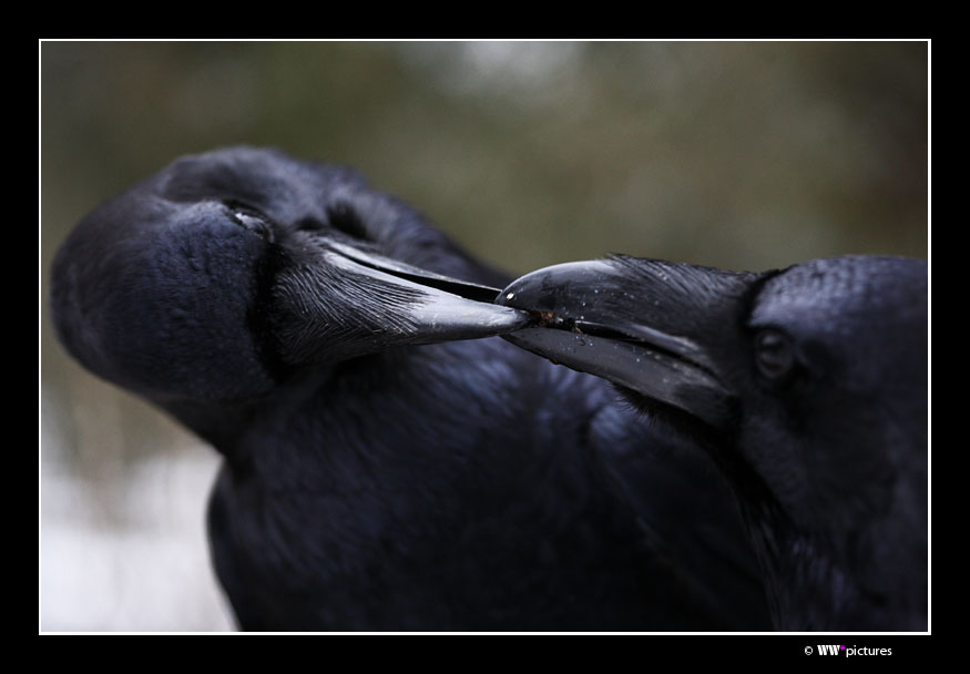 Schwarze Scherzkekse