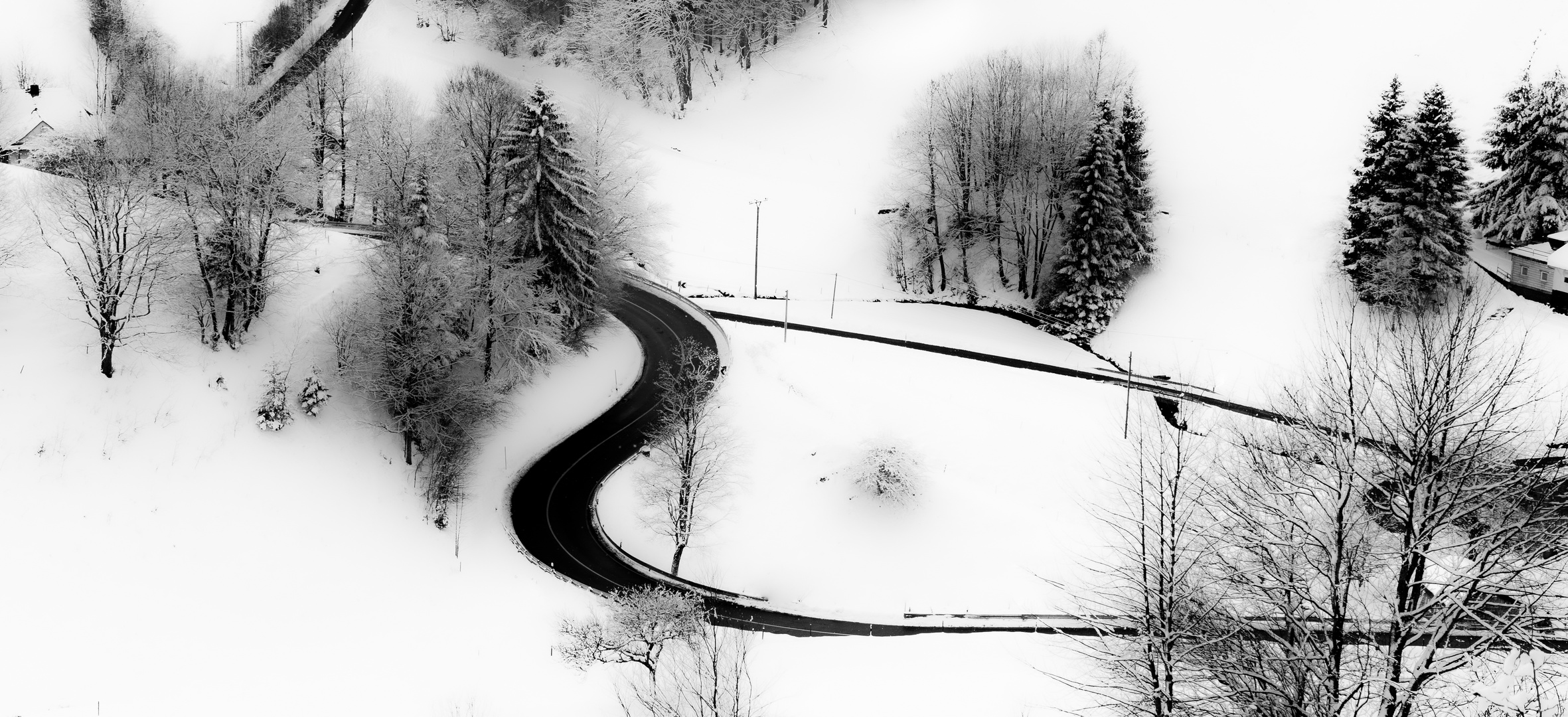 Schwarze Schlange im weißen Schwarzwald