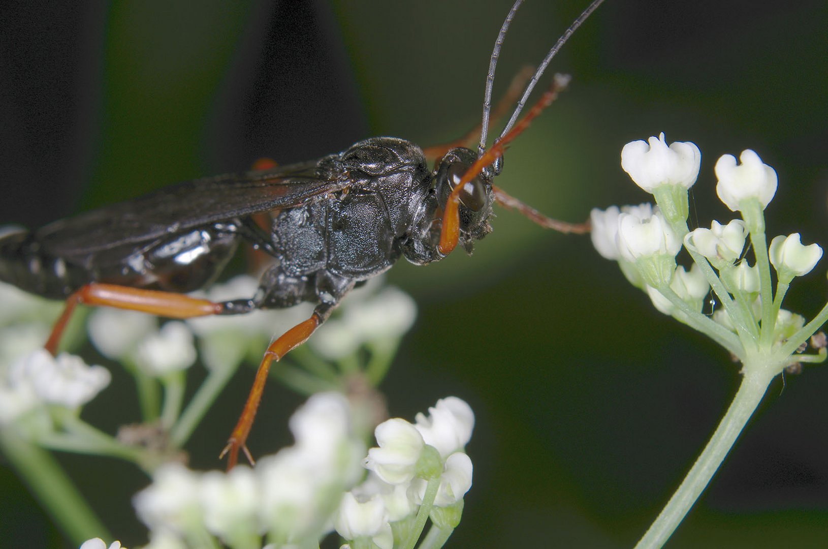 Schwarze Schlupfwespe