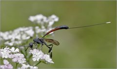 Schwarze SchlupfWespe