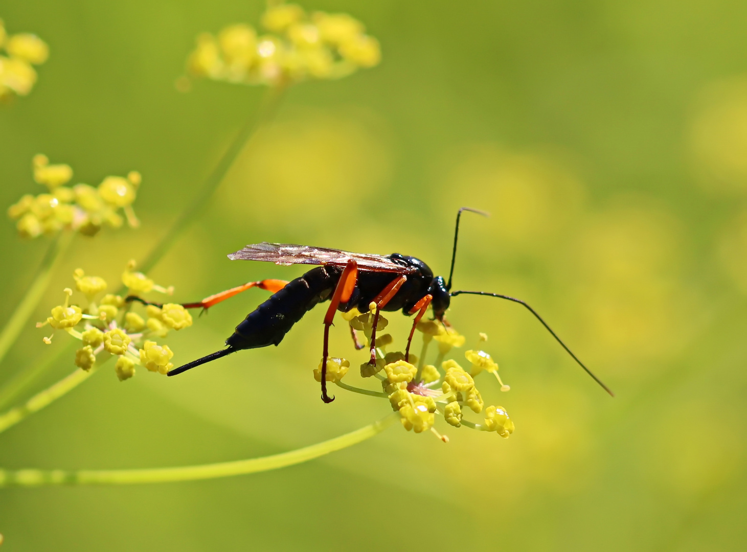 Schwarze Schlupfwespe Foto & Bild hautflügler, natur, insekten Bilder