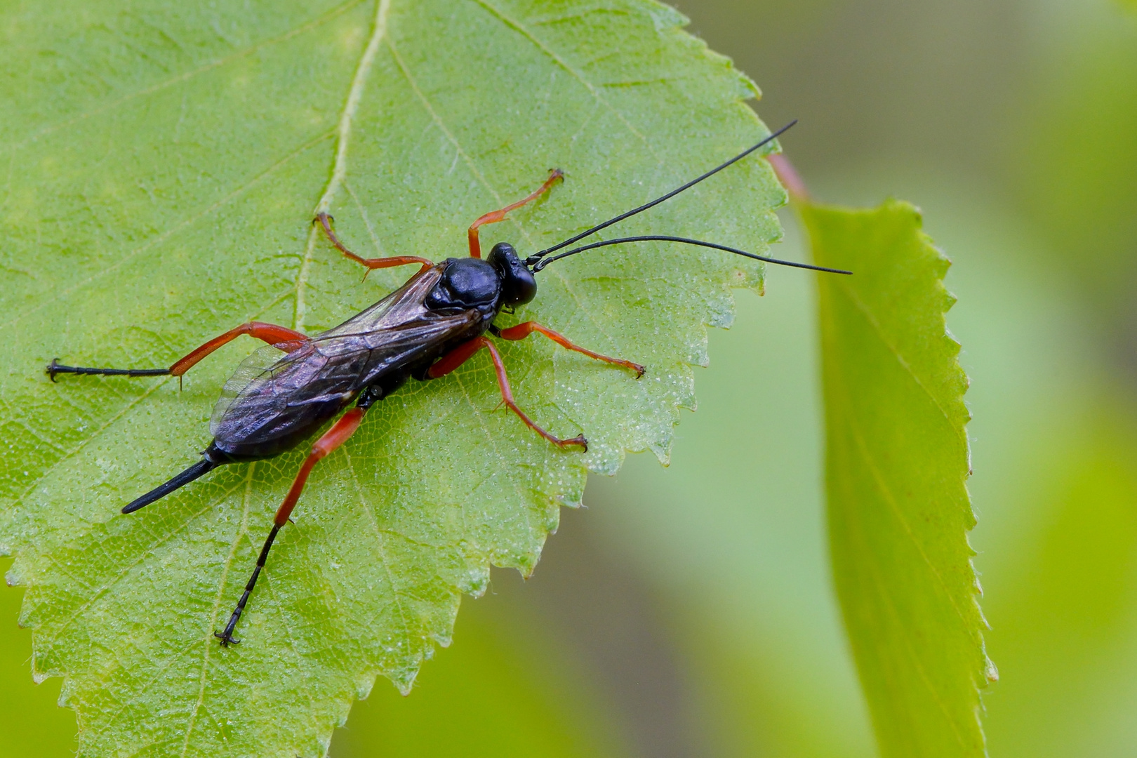Schwarze Schlupfwespe Foto & Bild tiere, wildlife, insekten Bilder