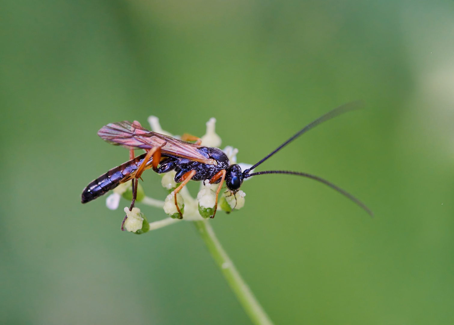 Schwarze Schlupfwespe 