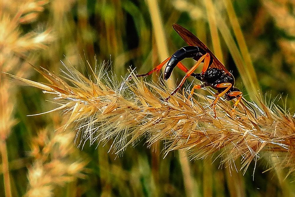 Schwarze Schlupfwespe