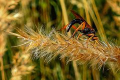 Schwarze Schlupfwespe