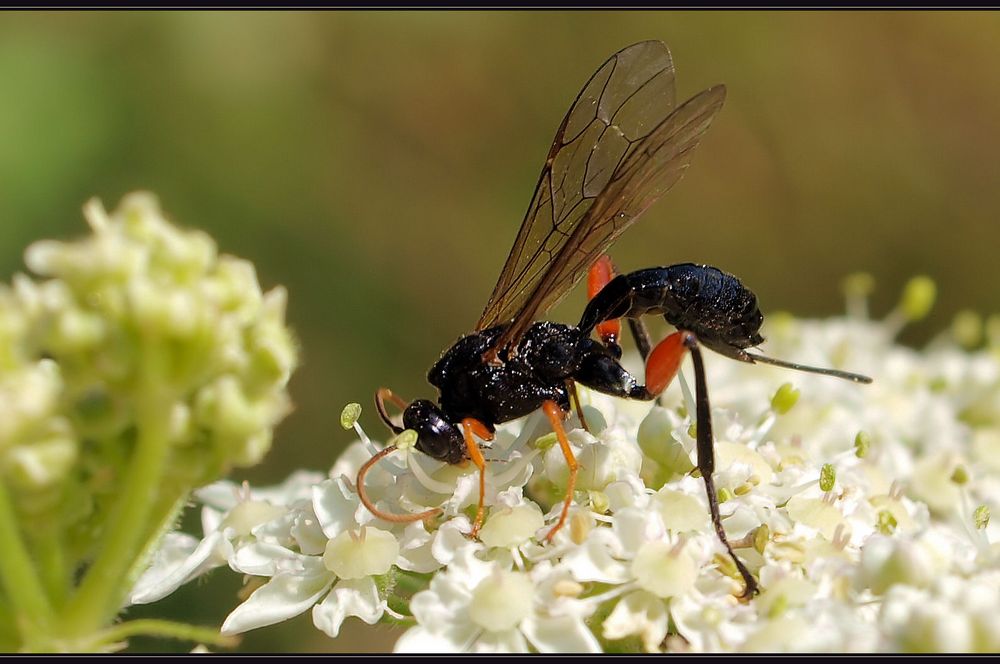Schwarze Schlupfwespe. Foto & Bild tiere, wildlife, insekten