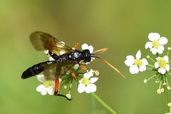 Schwarze Schlupfwespe Männchen