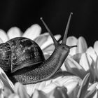 schwarze Schnecke 