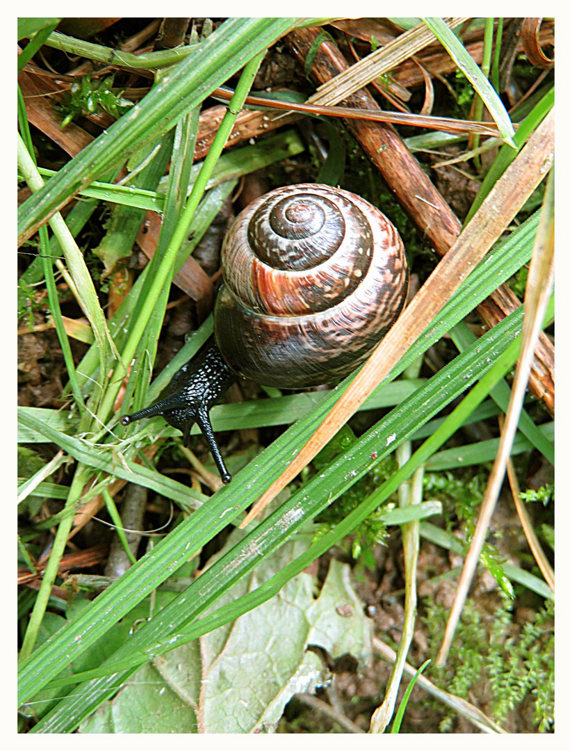 Schwarze Schnecke