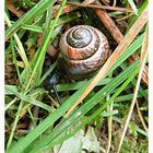 Schwarze Schnecke