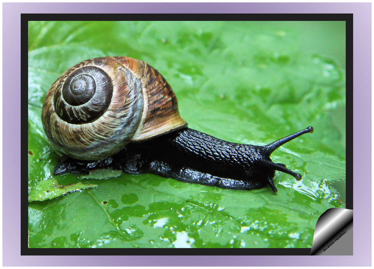 Schwarze Schnecke Foto & Bild | tiere, wildlife, schnecken & muscheln