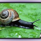 Schwarze Schnecke