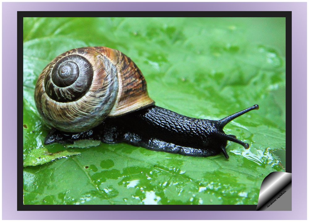 Schwarze Schnecke Foto & Bild tiere, wildlife, schnecken & muscheln